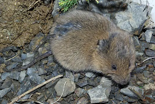 Field vole, photo 3 of 3