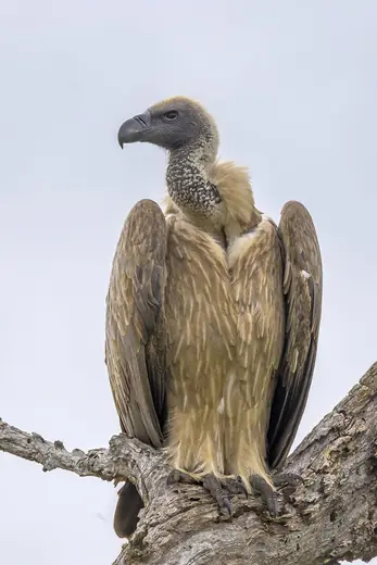 White-backed vulture, photo 1 of 3