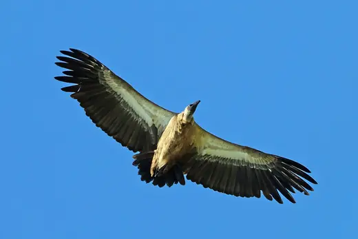 White-backed vulture, photo 2 of 3