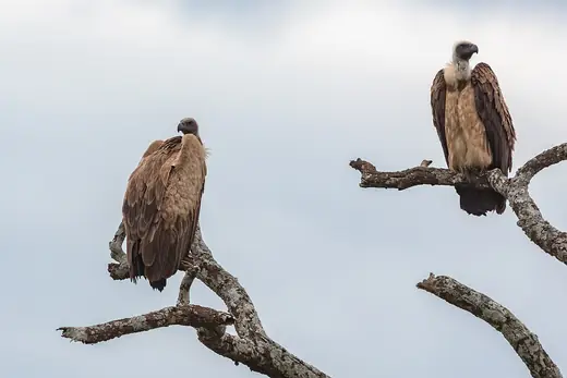 White-backed vulture, photo 3 of 3