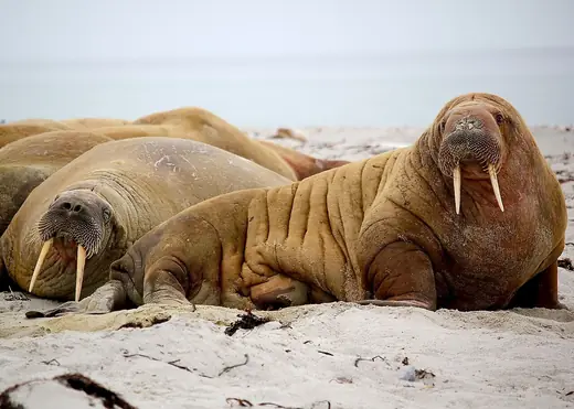 Walrus, photo 1 of 3