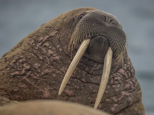 Walrus, photo 2 of 3