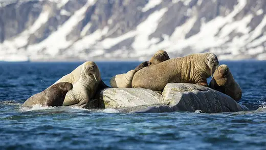 Walrus, photo 3 of 3