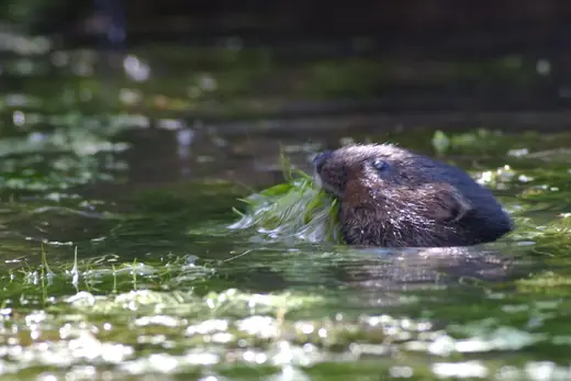 Water vole, photo 3 of 3