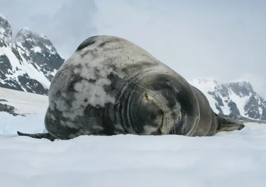 Weddell seal, photo 1 of 3
