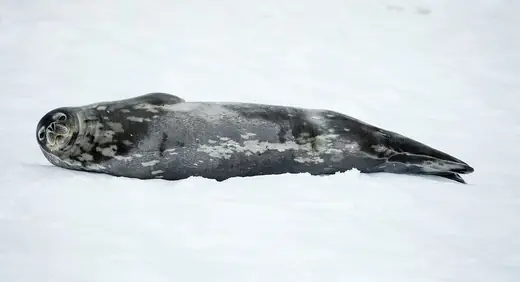 Weddell seal, photo 2 of 3