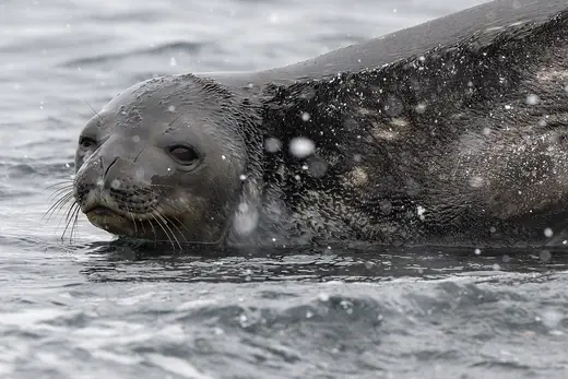 Weddell seal, photo 3 of 3