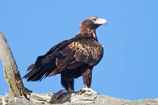 Wedge-tailed eagle, photo 1 of 3