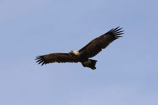 Wedge-tailed eagle, photo 2 of 3