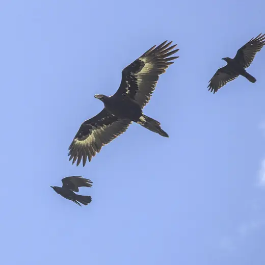 Wedge-tailed eagle, photo 3 of 3