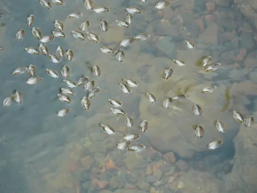 Whirligig beetle, photo 1 of 3