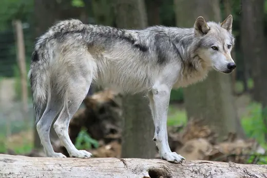 Grey wolf, photo 1 of 3
