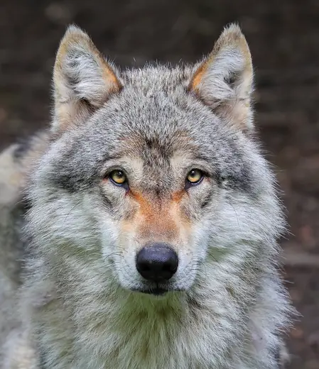 Grey wolf, photo 2 of 3