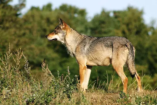 Grey wolf, photo 3 of 3