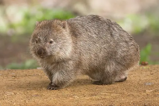 Common wombat, photo 1 of 3