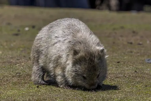Common wombat, photo 2 of 3