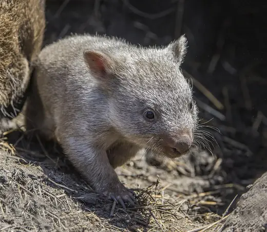Common wombat, photo 3 of 3