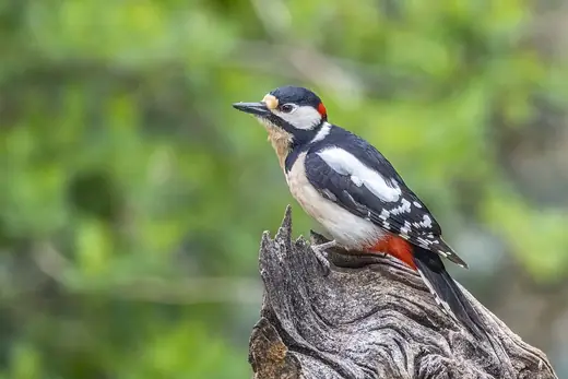 Great spotted woodpecker, photo 1 of 3