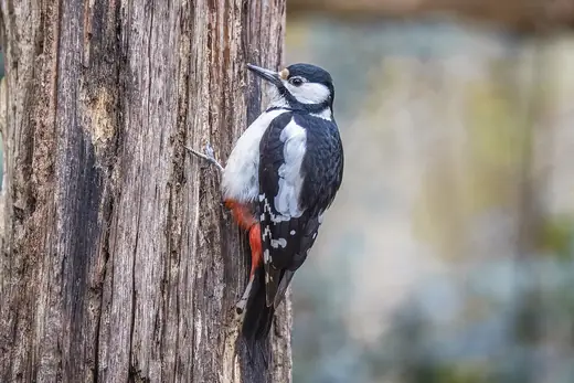 Great spotted woodpecker, photo 2 of 3