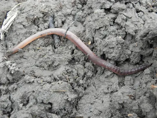 Common earthworm, photo 2 of 3