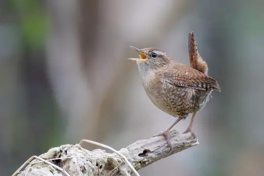 Wren, photo 2 of 3