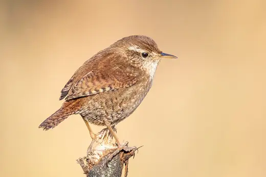 Wren, photo 3 of 3