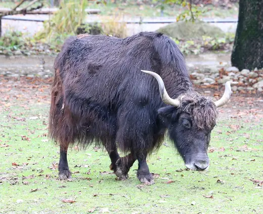 Wild yak, photo 1 of 3