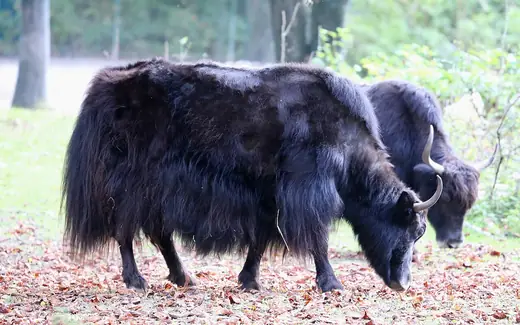 Wild yak, photo 2 of 3
