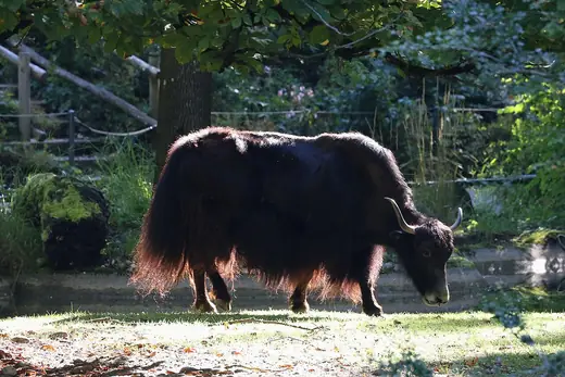 Wild yak, photo 3 of 3