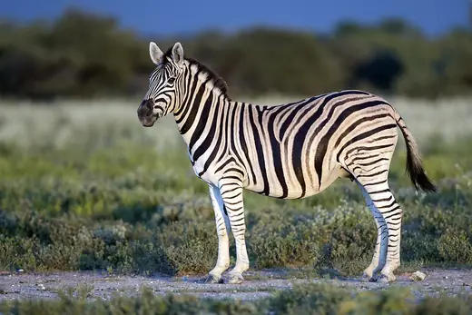 Plains zebra, photo 1 of 3