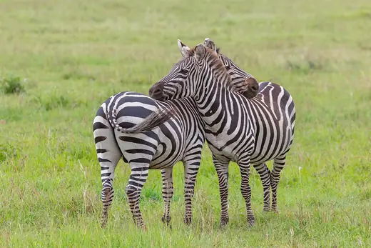 Plains zebra, photo 2 of 3