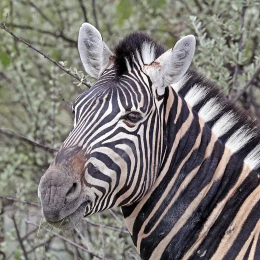 Plains zebra, photo 3 of 3